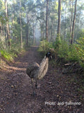 Emu - Shyly the Emu