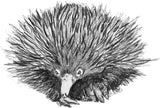 Echidna - Spike the Echidna