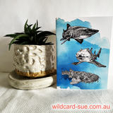 Shark - Gracie the Port Jackson Shark