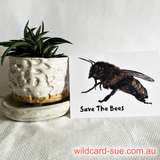 Bee - Queenie the Bee