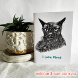 Moet the Brown Burmese