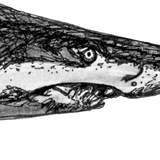 Shark - Trev the Grey Nurse Shark