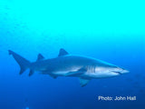 Shark - Trev the Grey Nurse Shark