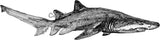 Shark - Trev the Grey Nurse Shark