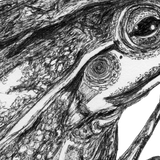 Frog - Vonny the Frog
