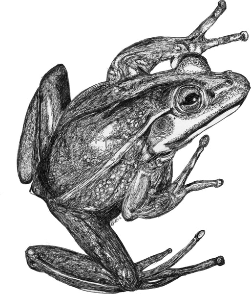 Frog - Vonny the Frog