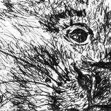 Wombat - Willie the Wombat