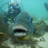 Blue Groper - Meg the Blue Groper