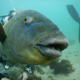 Blue Groper - Buddy the Blue Groper