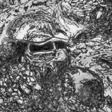 Octopus - Augustus the Octopus