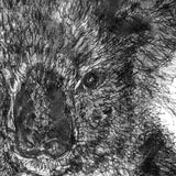 Koala - Stephanie the Koala