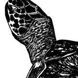 Turtle - Lucy the Turtle