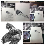 Pelican - Percephone the Pelican