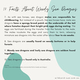 Weedy Seadragon - Grumps the Weedy Seadragon