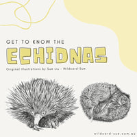 Echidna - Spike the Echidna
