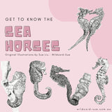 Seahorse - Lady Jayne of Manly Nets