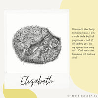 Echidna - Elizabeth the Echidna