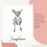 Kangaroo - Josephine the Kangaroo