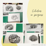 Echidna - Spike the Echidna