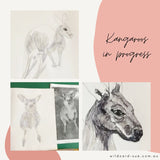 Kangaroo - Johnny the Kangaroo