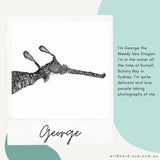 Weedy Seadragon - George the Weedy Seadragon