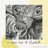 Echidna - Elizabeth the Echidna