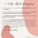 Kangaroo - Josephine the Kangaroo