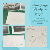 Shark - Trev the Grey Nurse Shark