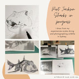 Shark - Gracie the Port Jackson Shark