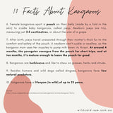 Kangaroo - Josephine the Kangaroo