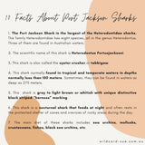 Shark - Jackson the Port Jackson Shark