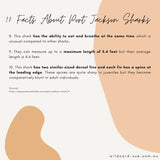 Shark - Jackson the Port Jackson Shark