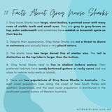 Shark - Rel the Grey Nurse Shark