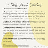 Echidna - Elizabeth the Echidna