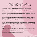 Seahorse -Cass the Seahorse