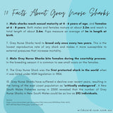 Shark - Nancy the Grey Nurse Shark