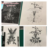 Leafy Sea Dragon - Belinda the Leafy Sea Dragon