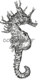 Seahorse - Dave the Seahorse