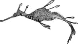 Weedy Seadragon - Jennifer the Weedy Seadragon