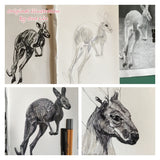 Kangaroo - Johnny the Kangaroo