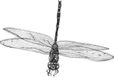 Dragonfly - Marie the Dragonfly
