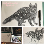 Quoll - Amanda the Quoll