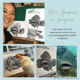 Blue Groper - Meg the Blue Groper
