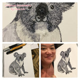Koala - Bobby the Koala