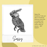 Cockatoo - Sassy the Cockatoo
