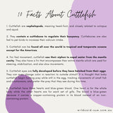 Cuttlefish - Mathew the Giant Cuttlefish