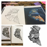 Fighting Fish -Gloria the Fighting Fish