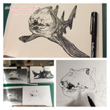 Shark - Gracie the Port Jackson Shark