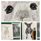 Kangaroo - Josephine the Kangaroo
