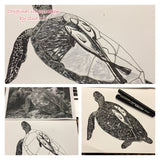 Turtle - Lucy the Turtle